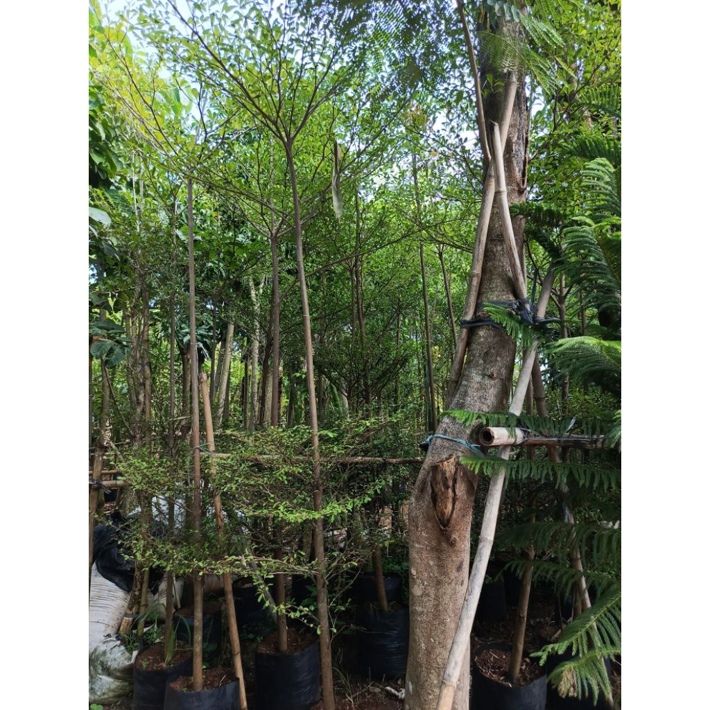 pohon ketapang kencana tinggi 3 meter