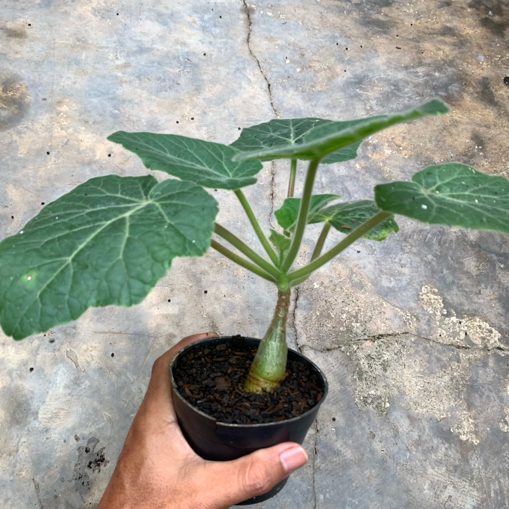 Uncarina Roeosliana (caudex)