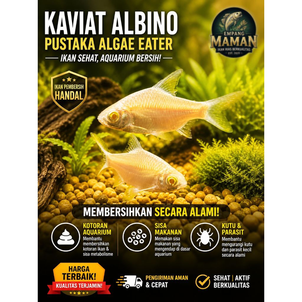 KAVIAT /KAPIAT Albino Si pembersih Hiasan Aquarium Aquascape