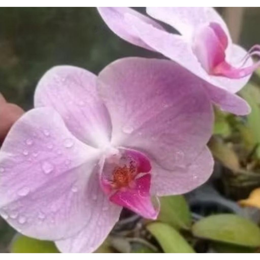 Bibit Anggrek bulan Phalaenopsis Hybrid / Tanaman anggrek / Bibit anggrek / Bunga anggrek