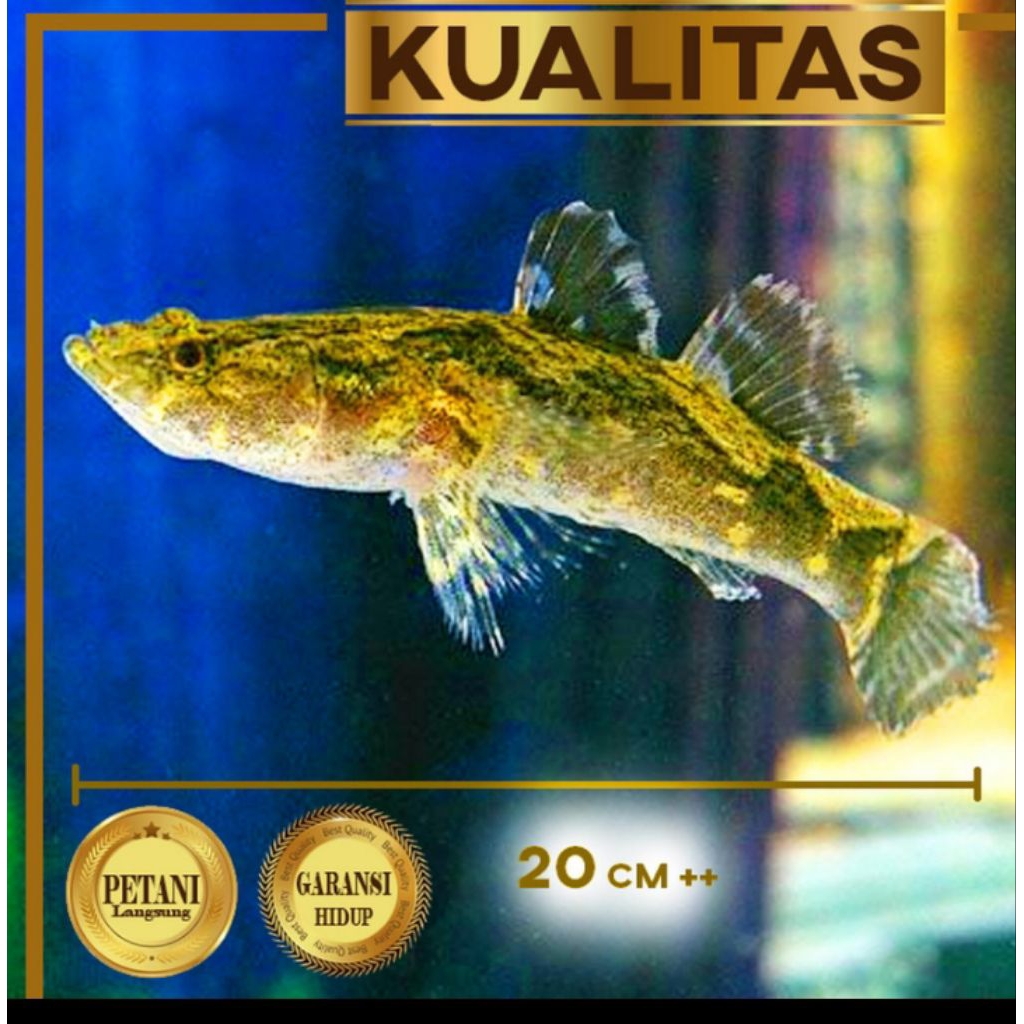 Marble Goby Ikan Hias Predator Hiasan