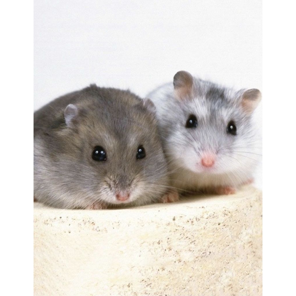 Hamster Jinak Joey / Campbell Syria Winter Roborovski / Short Hair / Long Hair Anggora / Dominant Pa