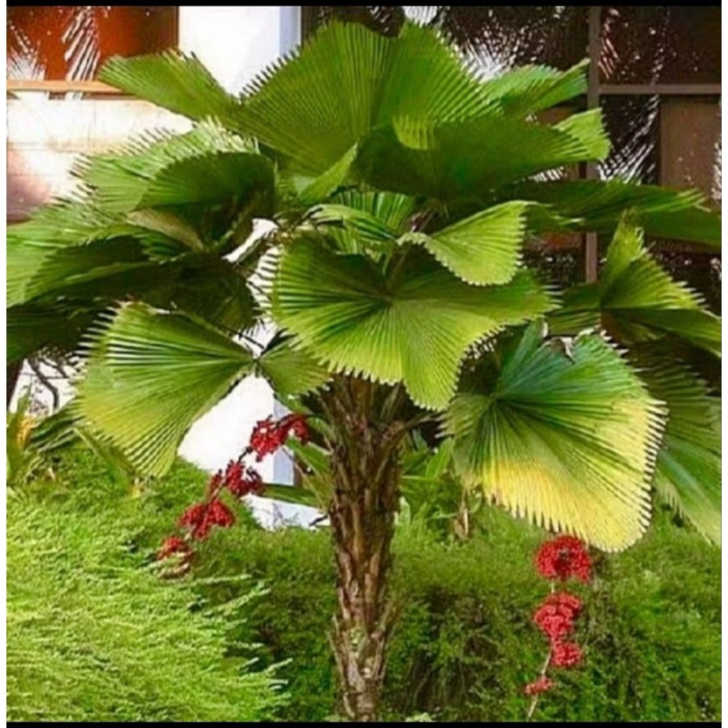 BIBIT BIJI PALEM KOL PALEM KIPAS