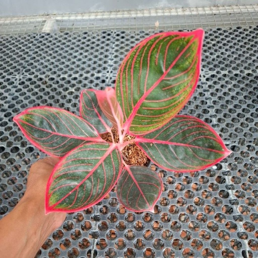 aglonema khanza remaja / kanza 5-6 daun