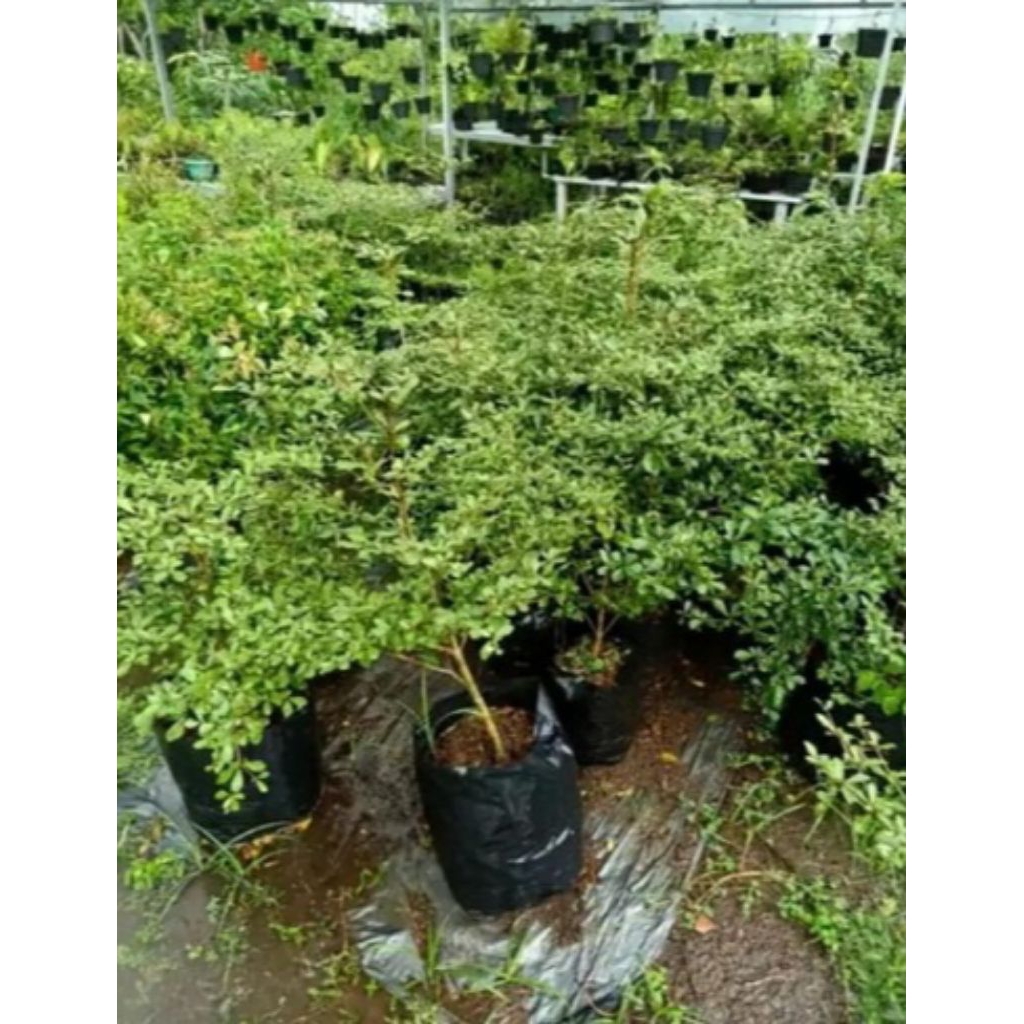 Pohon Ketapang Kencana/Bibit Ketapang Kencana/Tanaman Hias Ketapang Kencana
