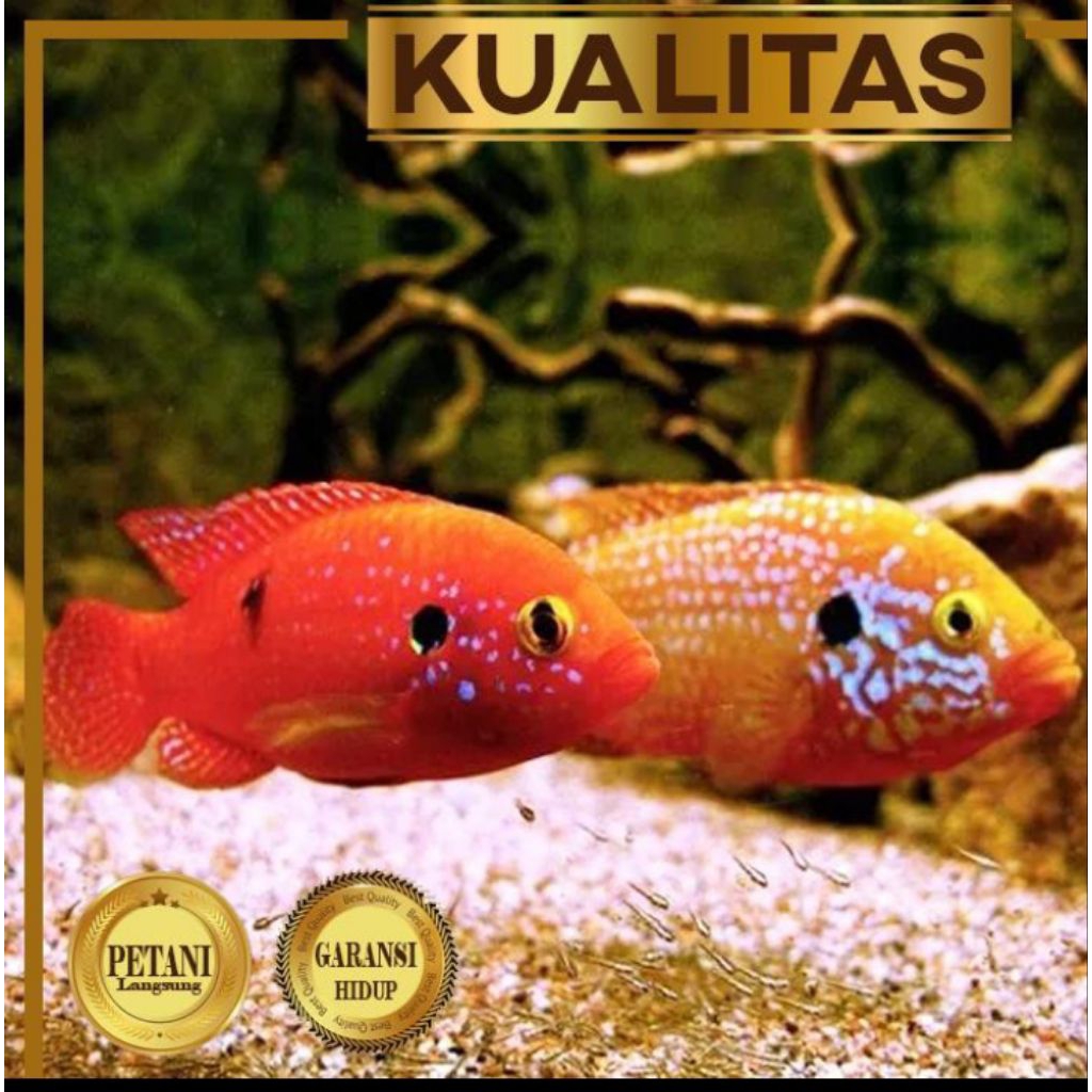 Red Jewel Cichlid Ikan Hias Aquascape