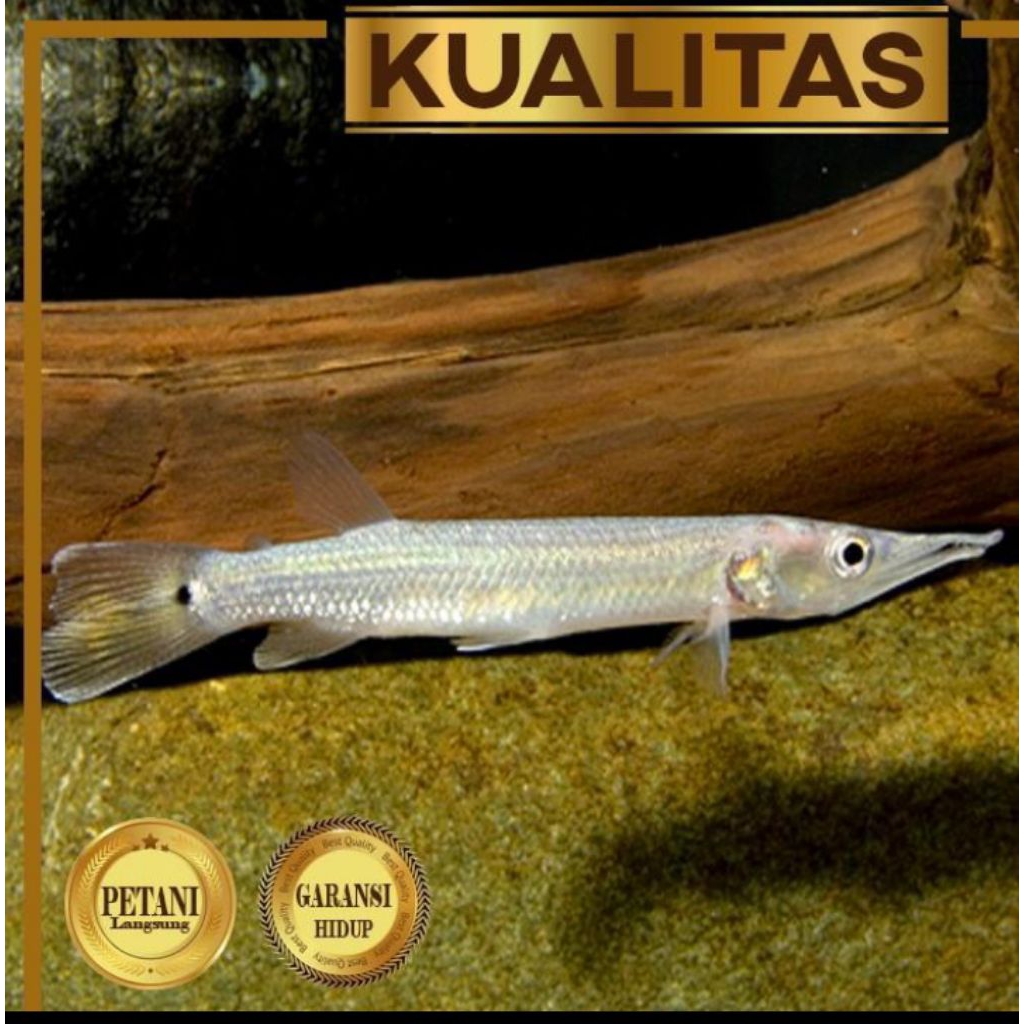 10 Ekor Hujeta Gar Ikan Hias Predator Hiasan