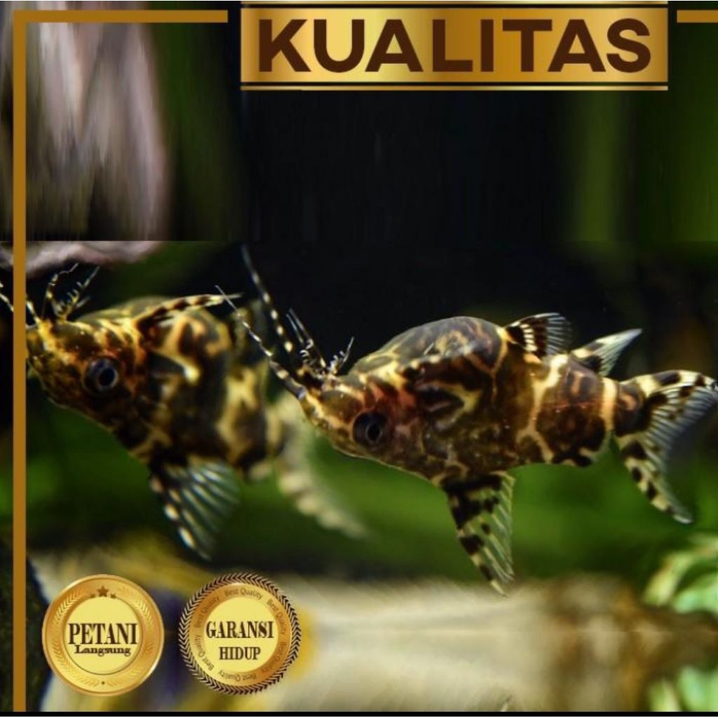 10 Ekor Synodontis Catfish Ikan Hias Hiasan