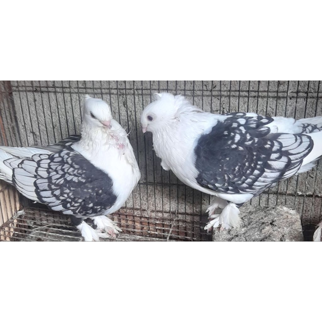 BURUNG MERPATI HIAS  BLACKLACE INDUKAN SEPASANG "burung sesuai foto video"