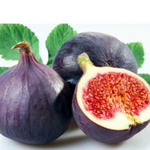bibit buah tin black mission cangkok