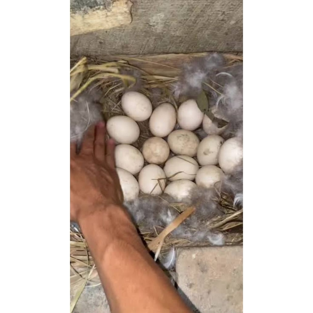 Telur Entok Jumbo A1 Panjang Indukan 100cm x 85cm