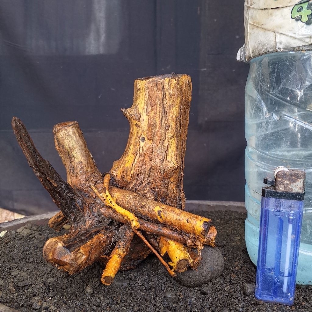 Bahan Bonsai Sisir Kaliage Dongkelan Bogel Karakter Tua Ada Keringannya Small Size Real Pict