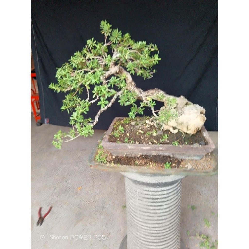 bonsai santigi karang