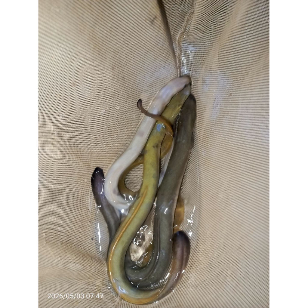 Sidat hias warna hijau cerah hiasan aquarium berat 83 gr" ( jenis bicolor)