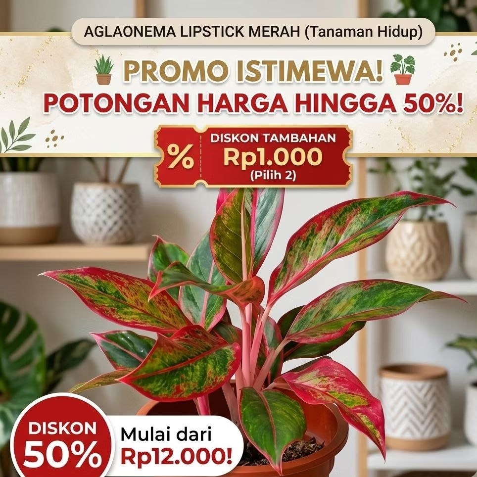 Tanaman Hias Aglonema Lipstik - Bunga Hias Aglonema Lipstik Merah Tanaman Hidup Aglaonema Lipstick M