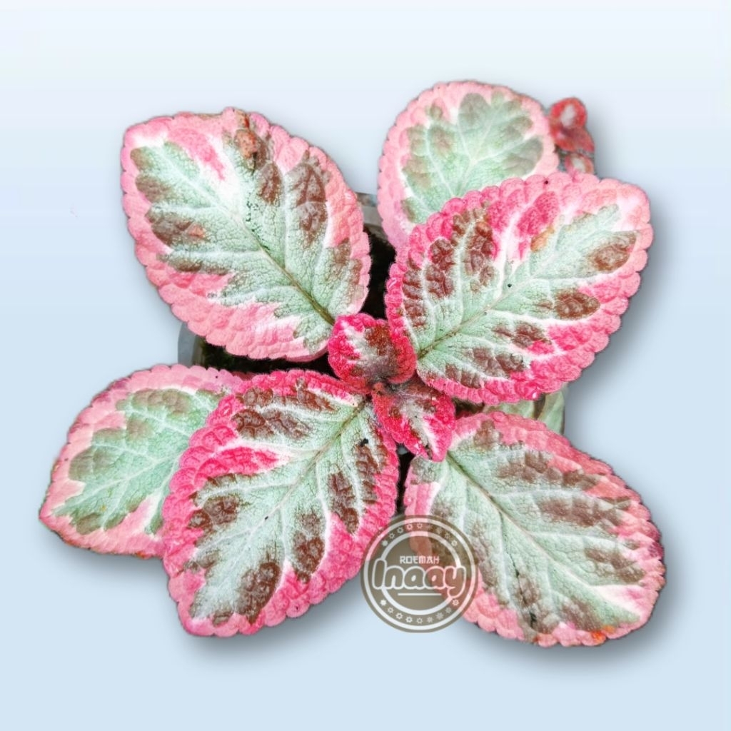 Episcia cleopatra