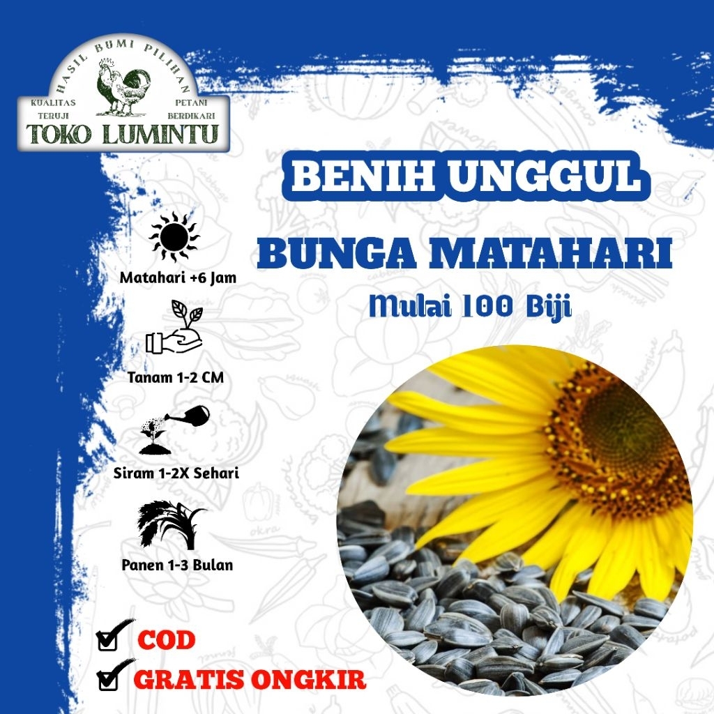 Benih Bunga Matahari Jumbo - Bunga Besar & Mudah Tumbuh Benih Unggulan