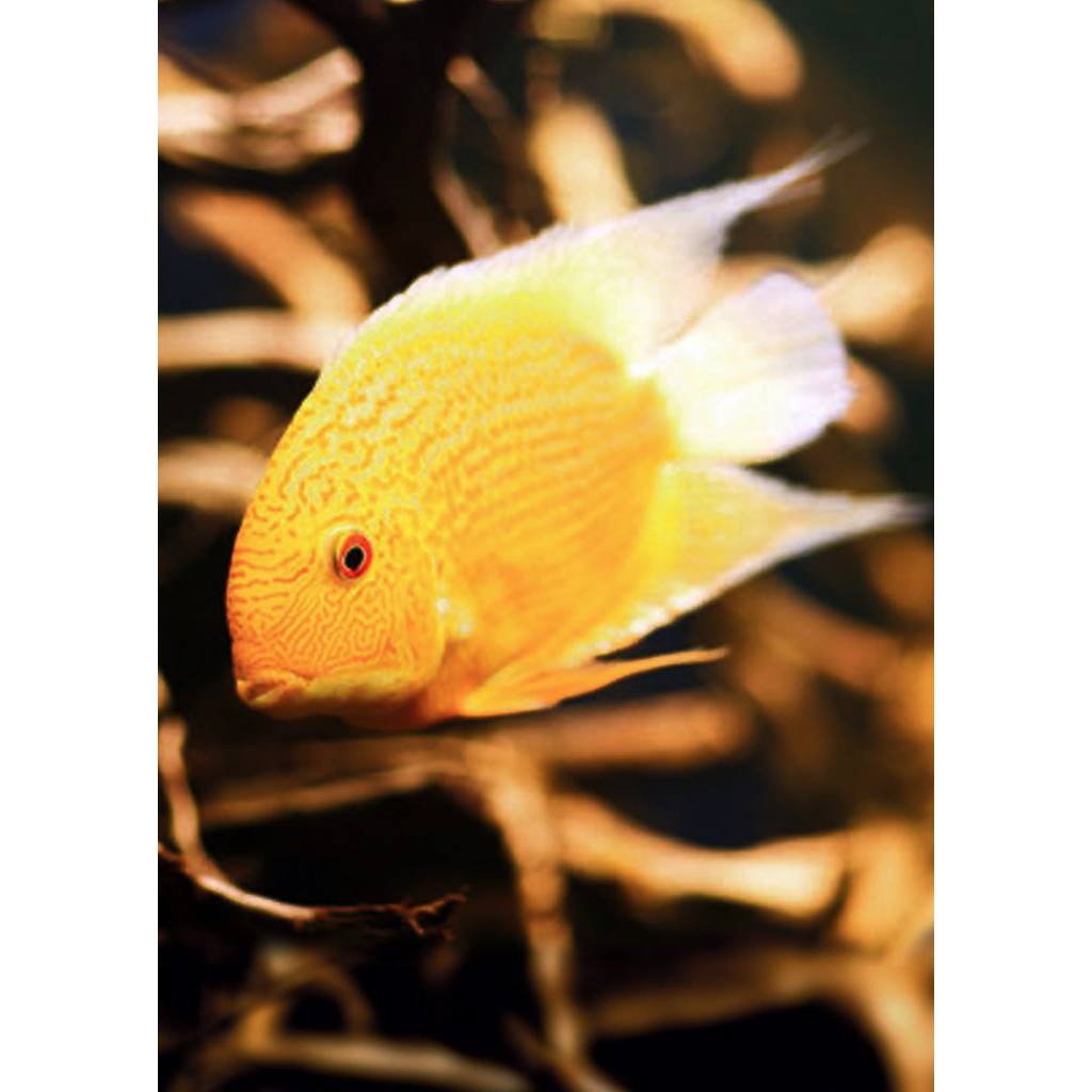 ornamen aquarium / golden severum cichlid