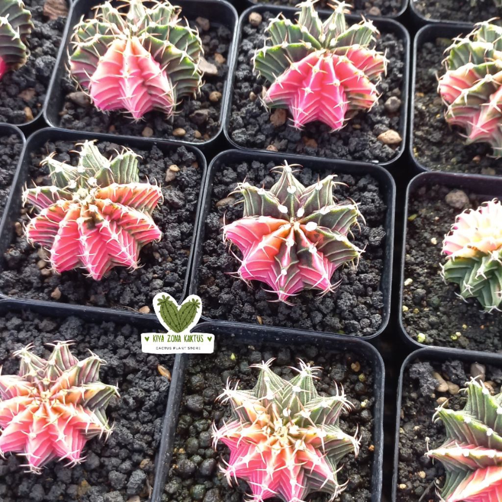 KIYA_ZONA_KAKTUS HALF Varigata Kaktus Gymnocalycium LB Hibrid