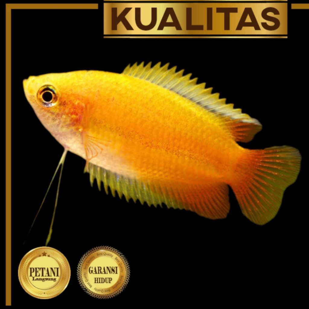 Honey Gold Gourami Sepat Madu Emas Ikan