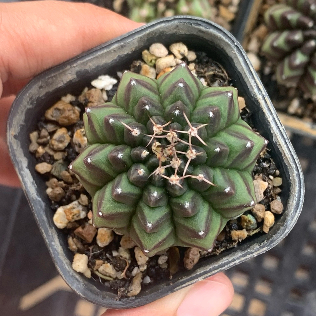 c1 Gymno crested kristata seedling ( kaktus gymnocalycium miha mihanovichii