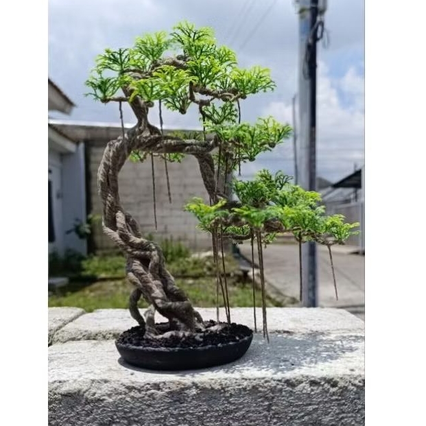 bonsai replika asem londo daun hijau segar