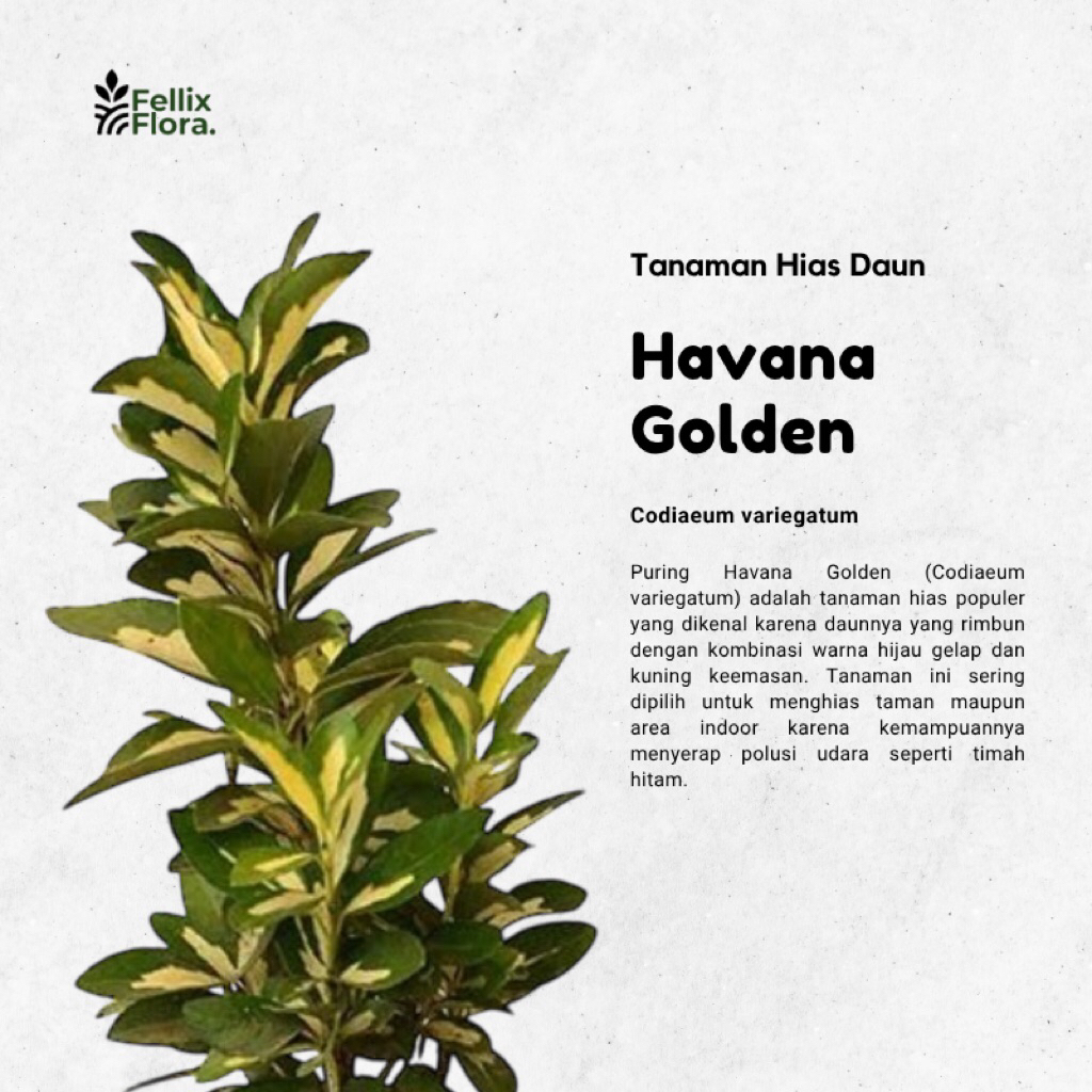 Tanaman Hias Puring - Puring Havana Golden - Euonymus japonicus / Bahan Bonsai