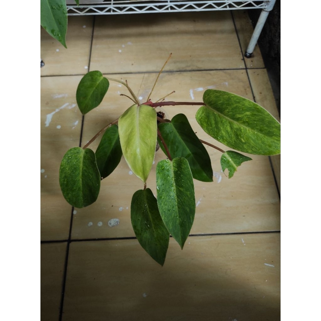 philodendron painted lady