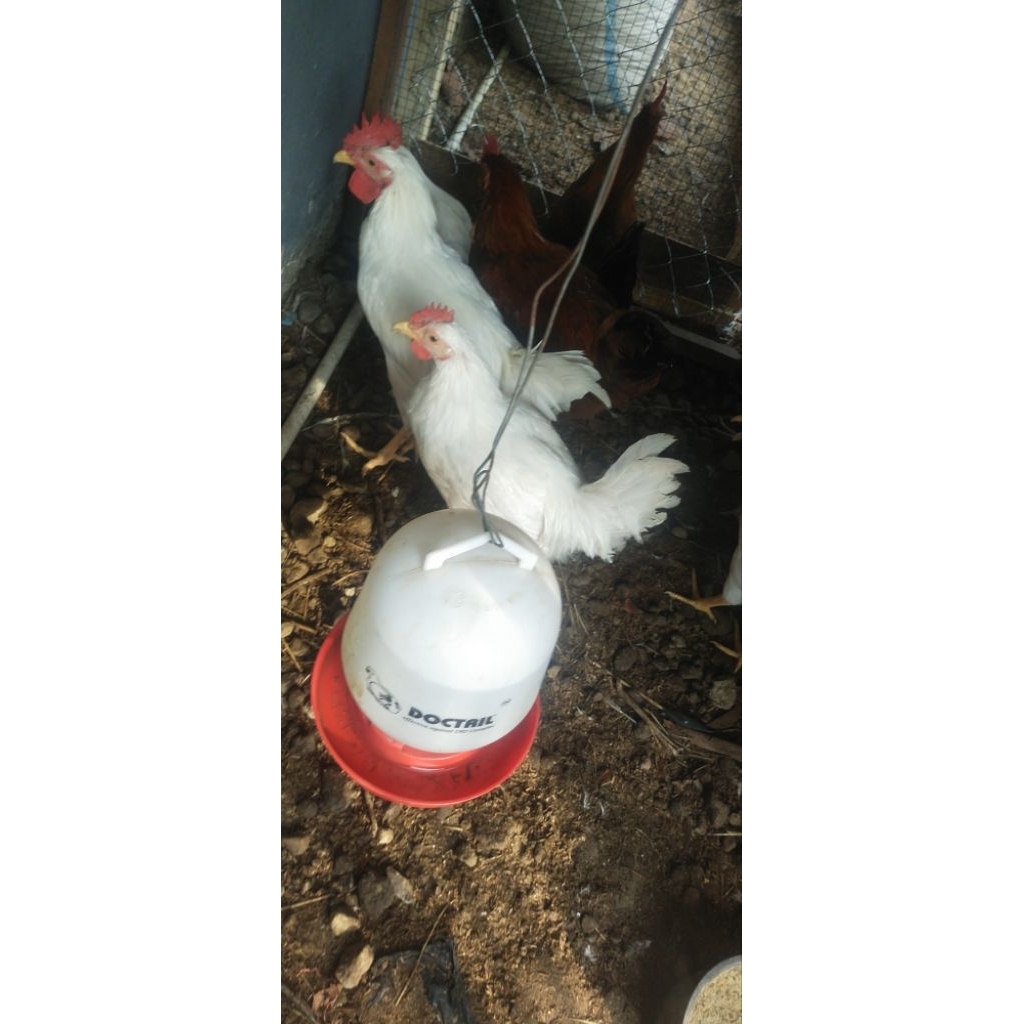 Ayam Elba jantan usia 5bulan