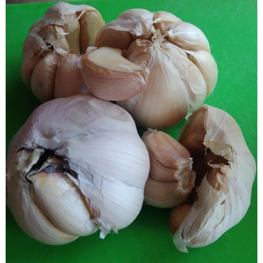 Bawang Putih Sinco