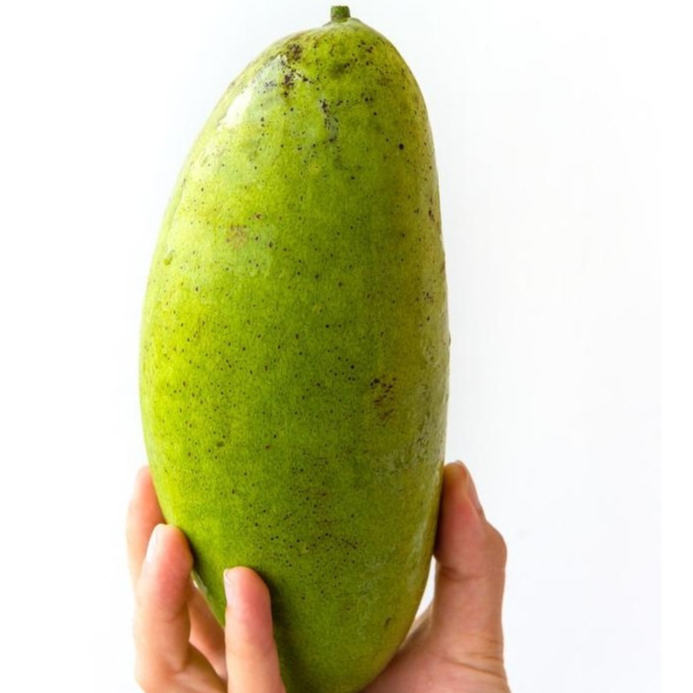 bibit mangga golek madu