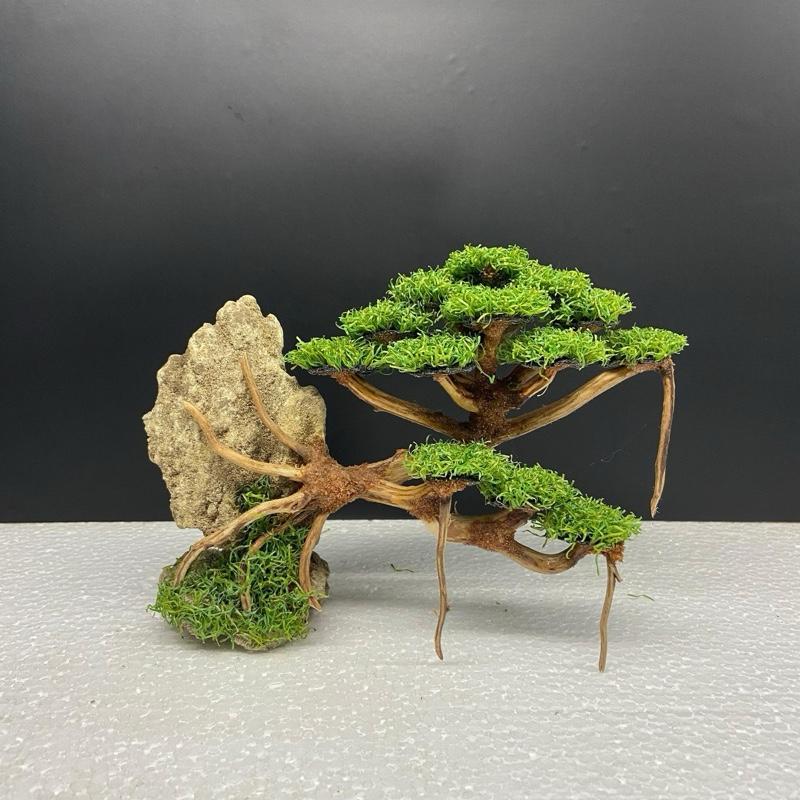 SIZE S besar PxT (19x14) | Bonsai Aquarium / Aquascape / Bonsai Artificial