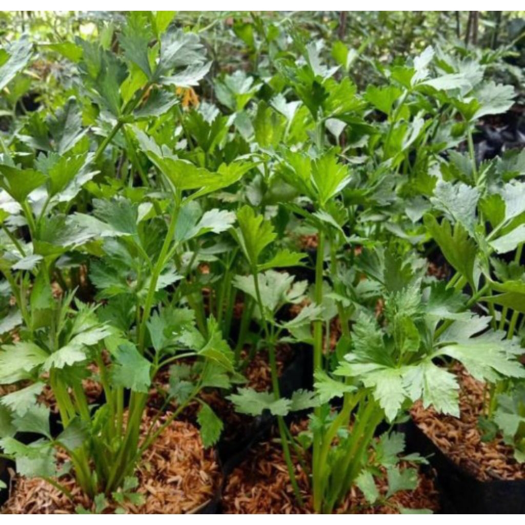 Tanaman Seledri/Pohon Tanaman Seledri/Pohon Seledri