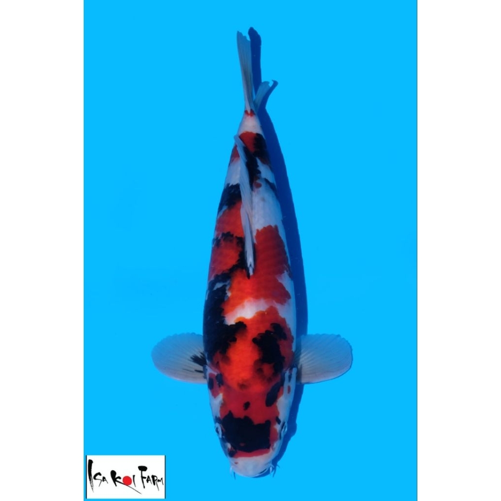 ikan koi import showa 45cm female