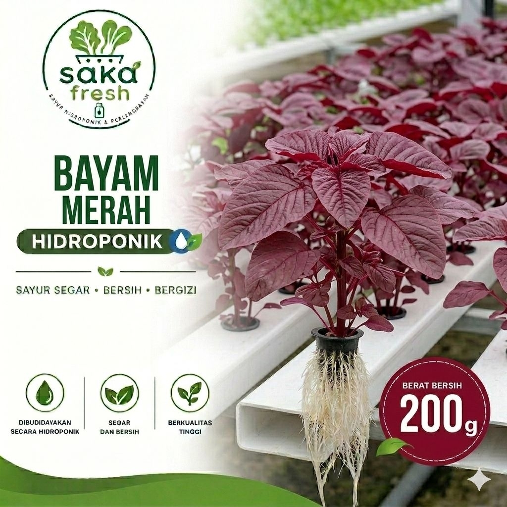 Sayur Bayam Merah 200 Gr Segar Sayur Segar Hidroponik  Bebas Pestisida