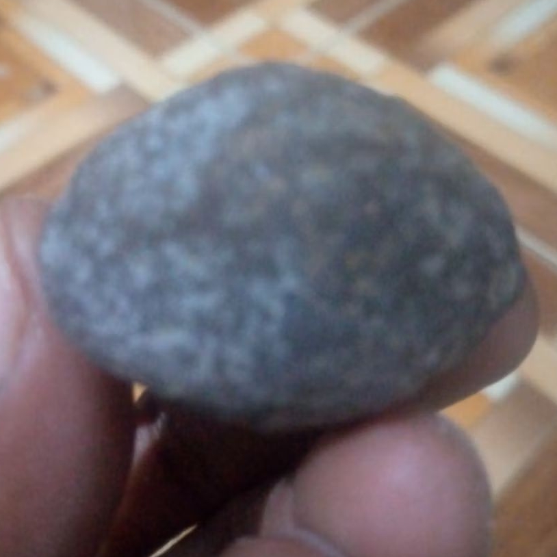 muncang kemiri adu jayanti aerok