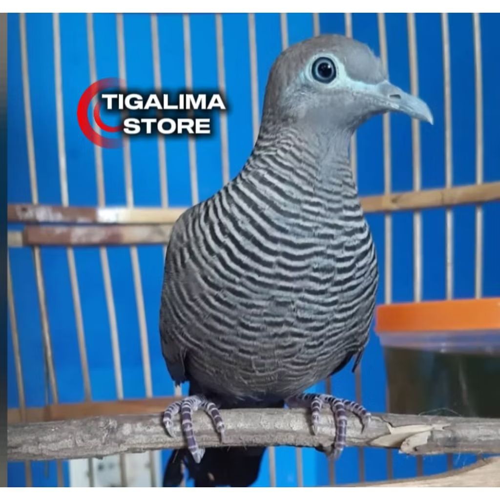PERKUTUT CEMANI PILIHAN JANTAN