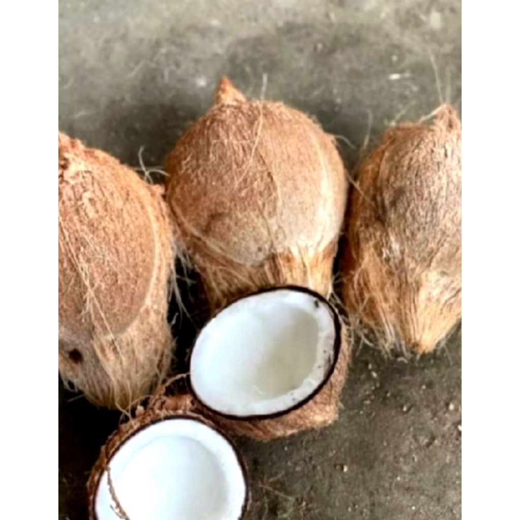 Kelapa tua segar santan