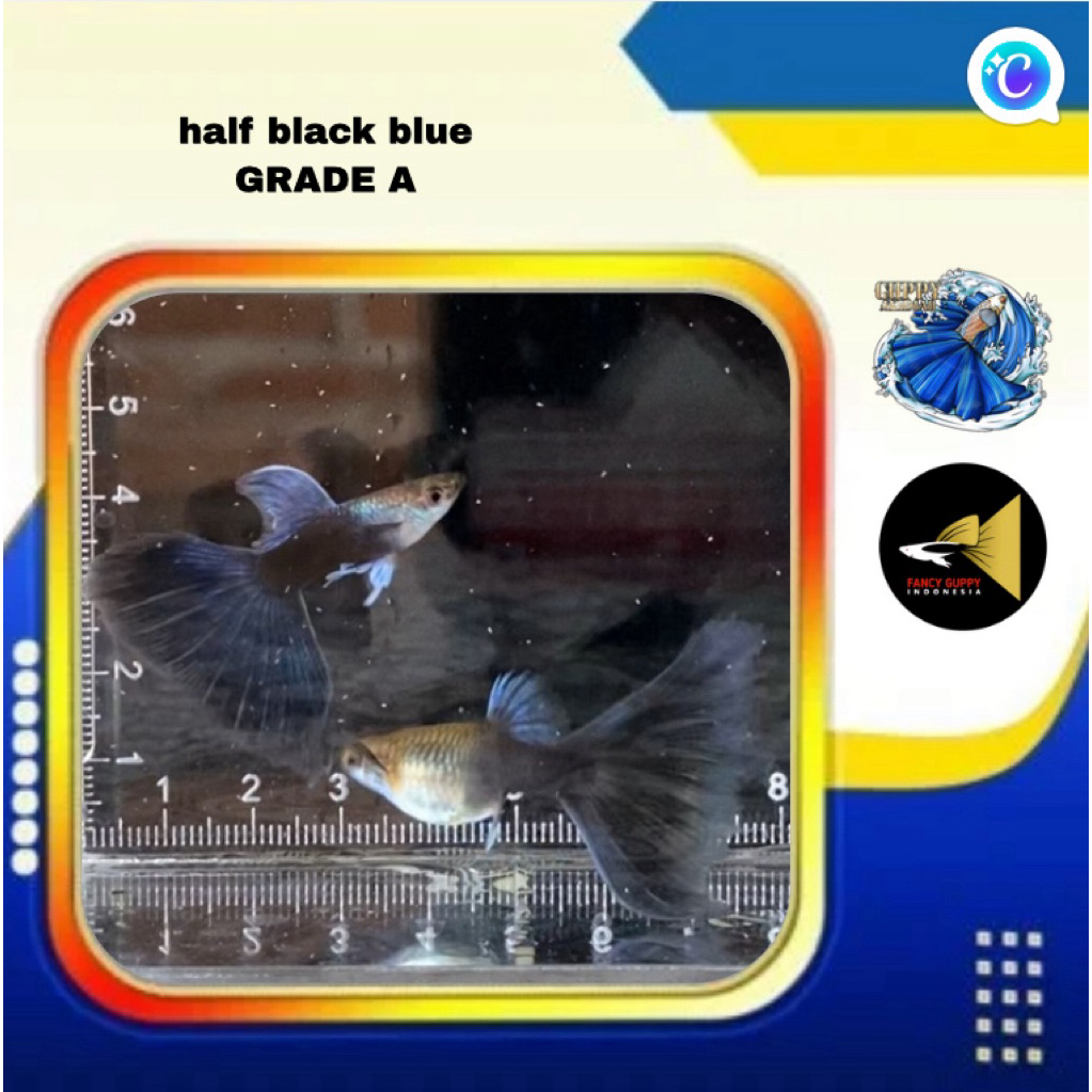 guppy half black blue sepasang grade A. hiasan aquarium