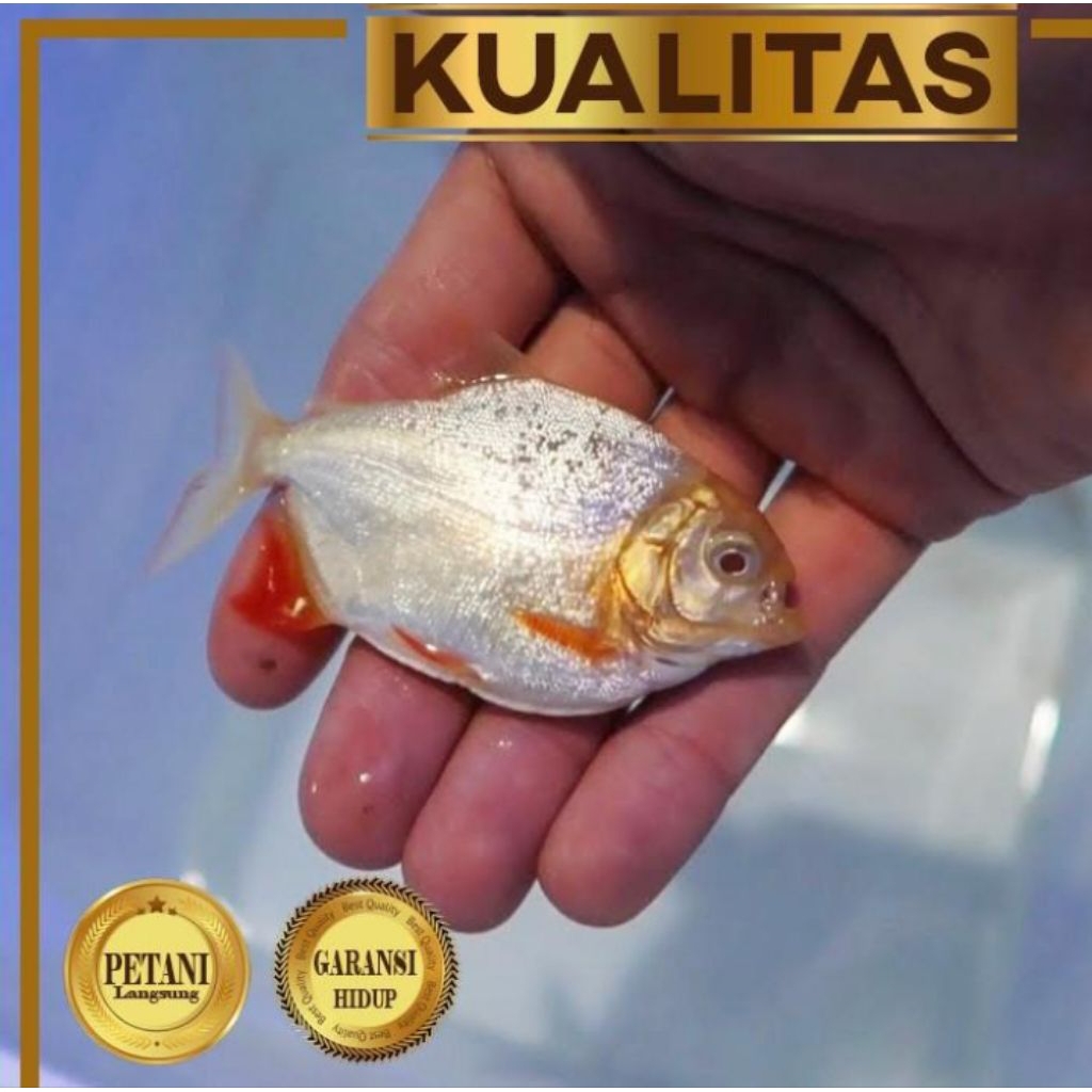 5 Ekor Red Pacu Albino Ikan Hias Predator
