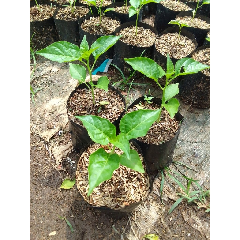 BIBIT TANAMAN CABE RAWIT MERAH/POHON CABE RAWIT MERAH SIAP TANAM