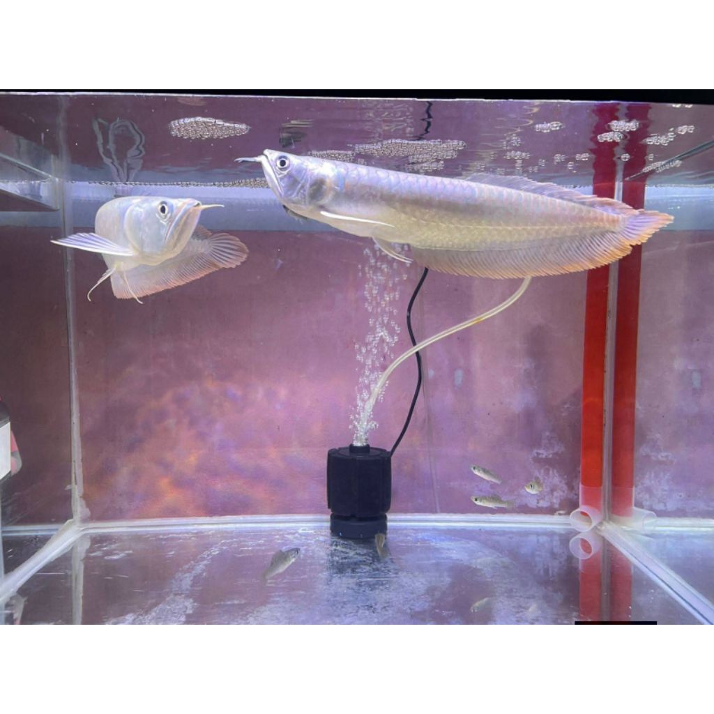 Arwana Silver size 20-23cm