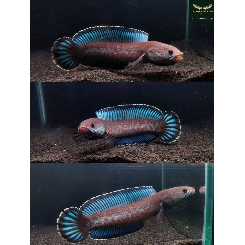 Channa blue pulchra dan channa ys | ON PROGRES GRADE A. COD + STIKER (sortiran terbaik)