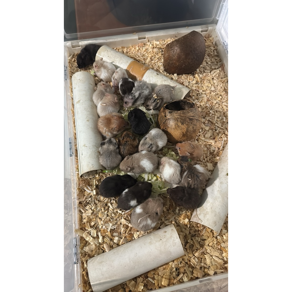 Hamster Syiria / Syirian / Sirian Gemuk Jinak lucu