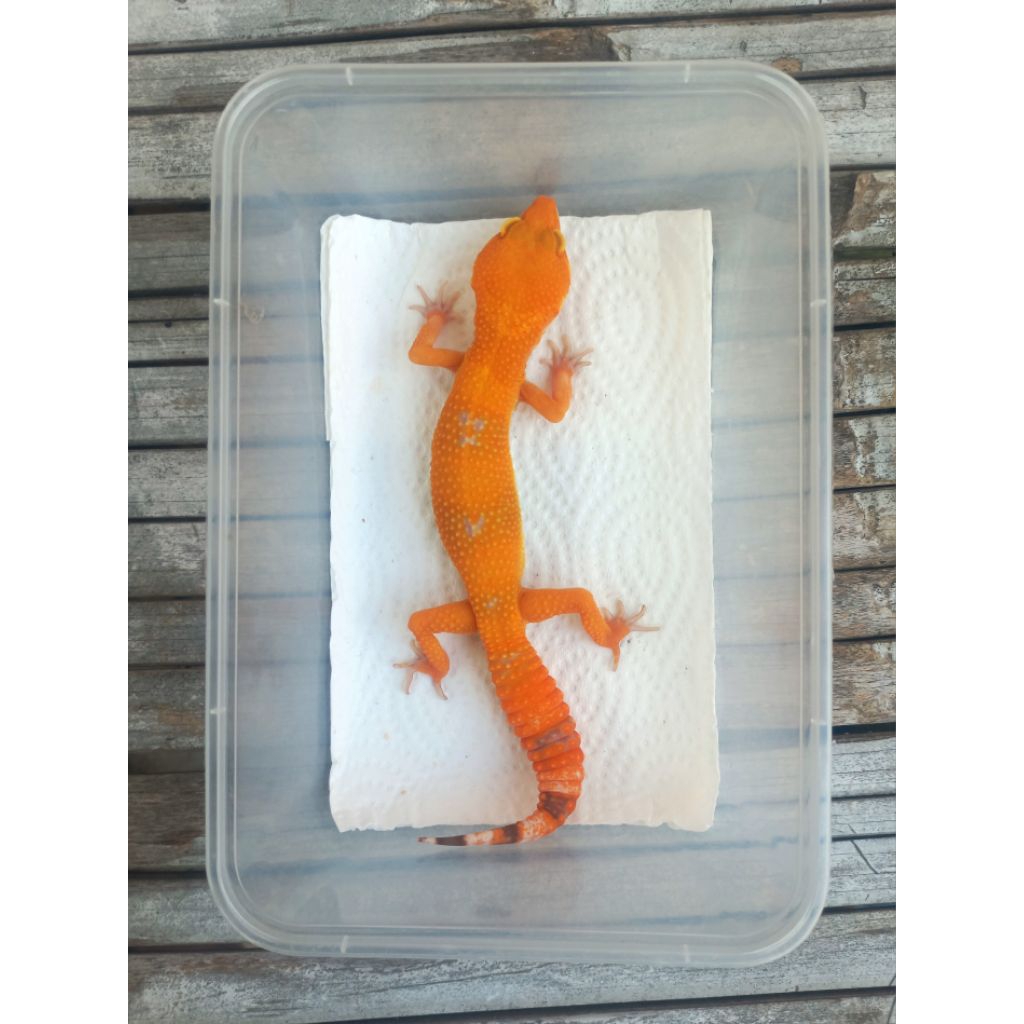 MAINAN GECKO SUNGLOW TOMATO ADULT SESUAI FOTO