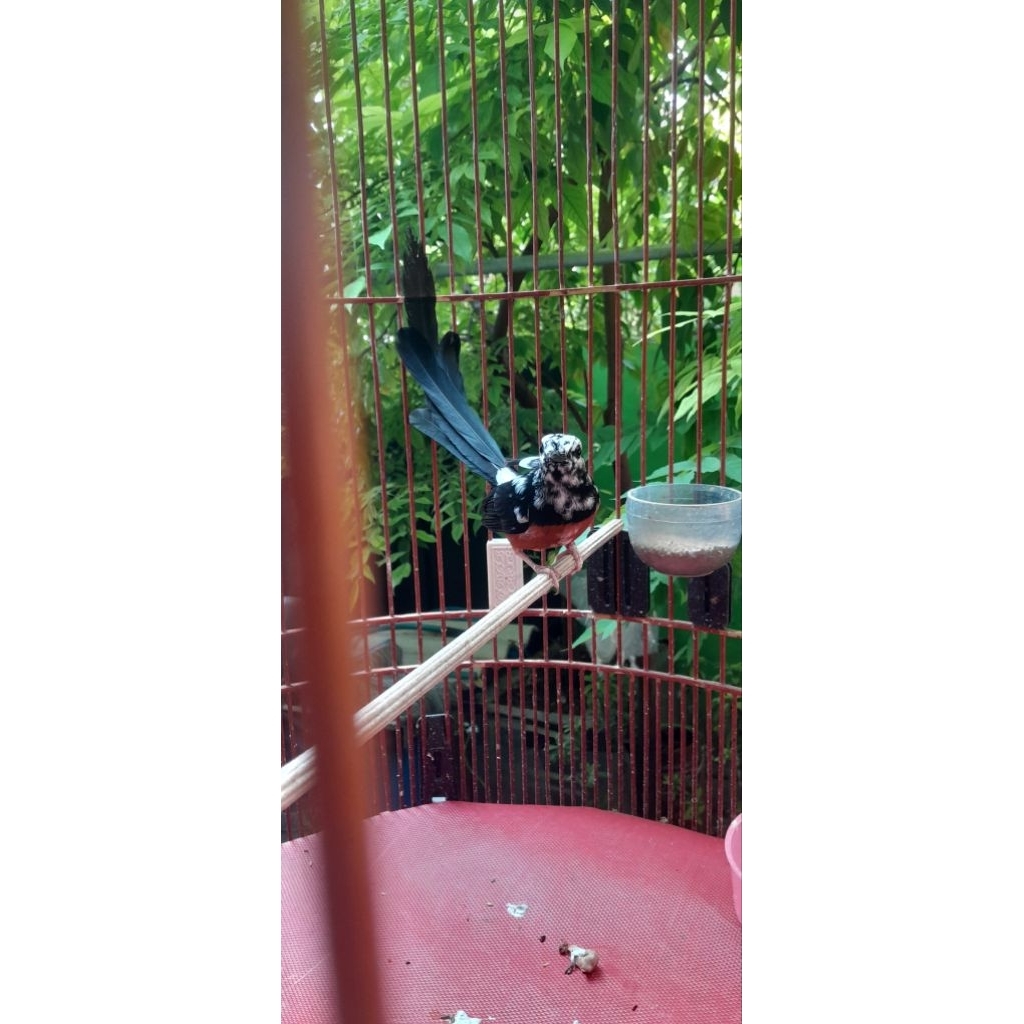 murai batu blorok