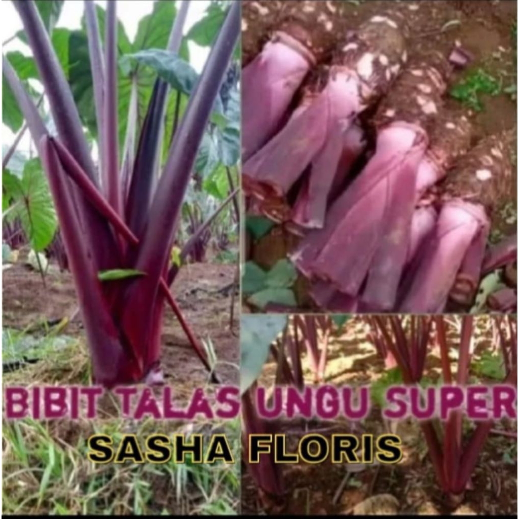Bibit Talas Bogor Tales Ungu/Jepang Merah/Ketan Merah Persatu(1) Batang