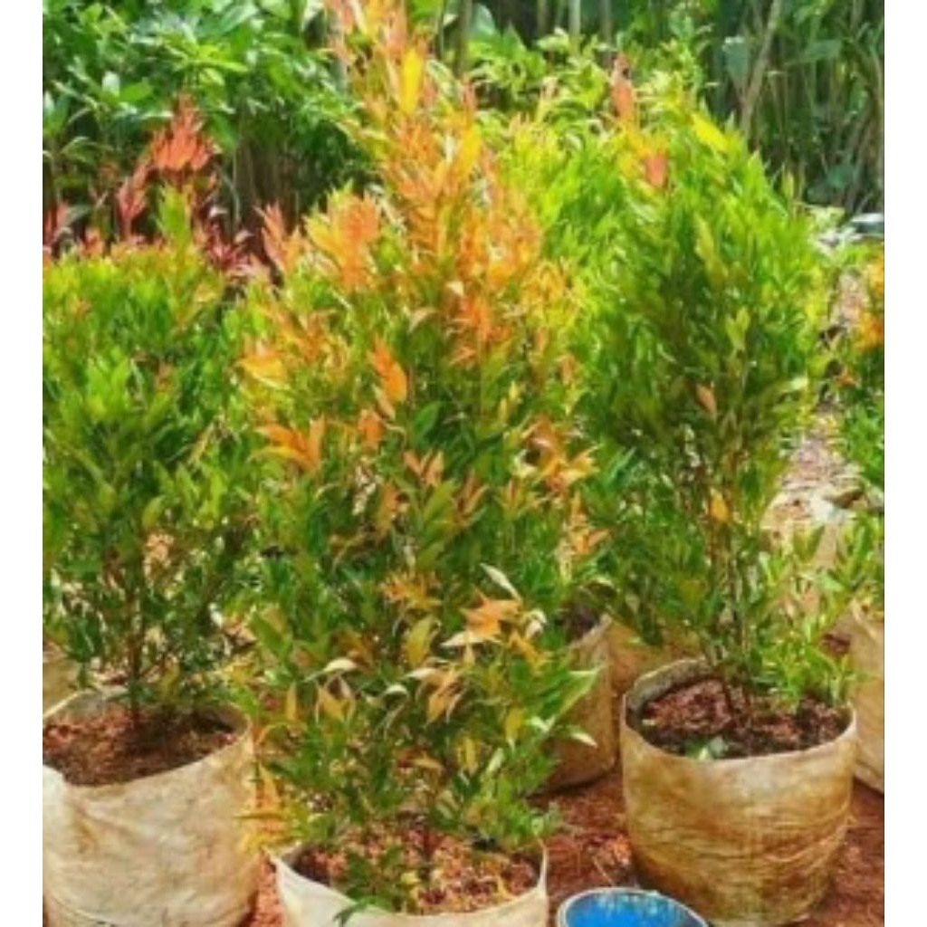 Tanaman Hias Pucuk Merah 50cm