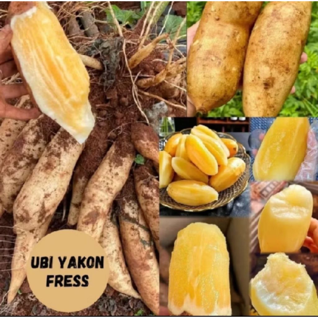 (PROMO HEMAT)Ubi Yakon 1 KG Original asli Wonosobo