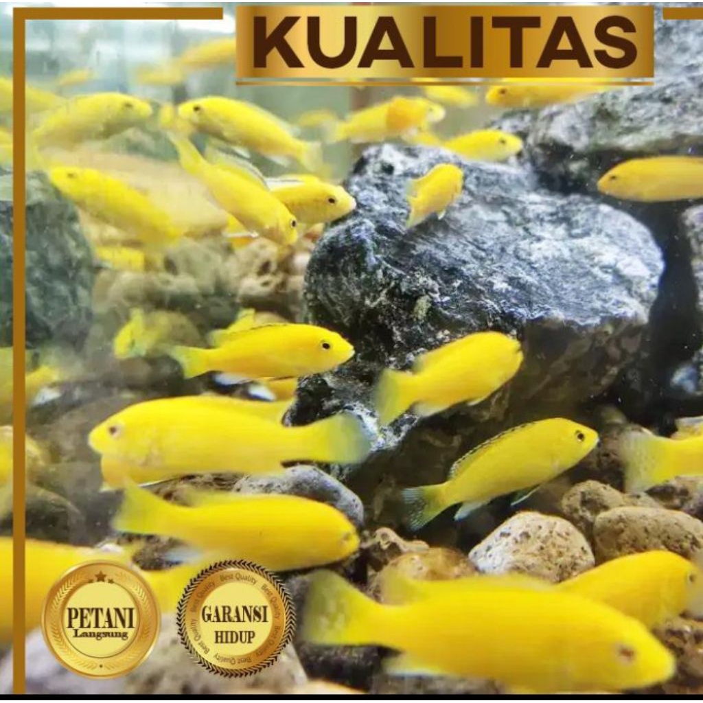 Cichlid Lemon Ikan Hias Aquascape Hiasan